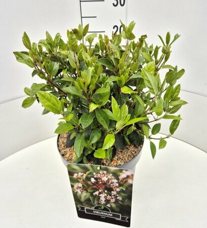 Viburnum tinus - afbeelding 4