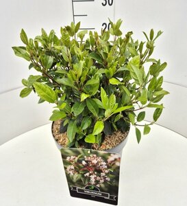 Viburnum tinus - afbeelding 4