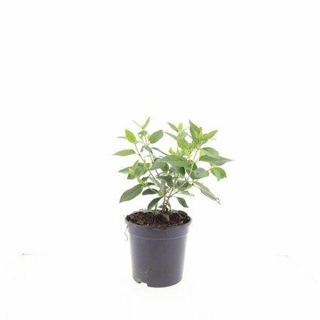 Viburnum tinus - afbeelding 2