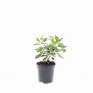 Viburnum tinus - afbeelding 2