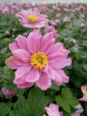 Anemone hybrida 'Pamina' P9 - afbeelding 2