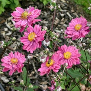 Anemone hybrida 'Pamina' P9 - afbeelding 5