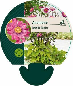Anemone hybrida 'Pamina' P9