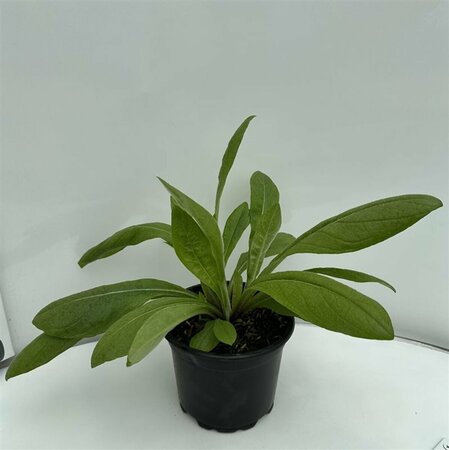 Centaurea montana P9 - afbeelding 4