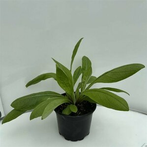 Centaurea montana P9