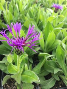 Centaurea montana P9