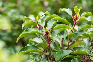 Prunus lusitanica 'Brenelia' ST. 80 C. 