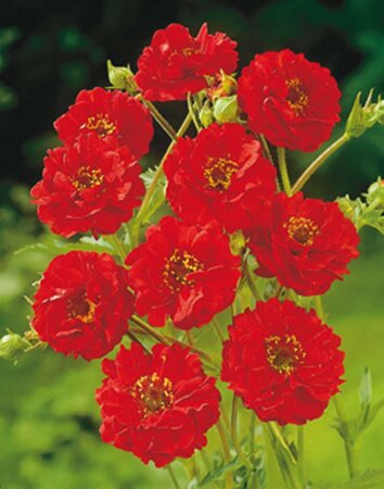 Geum chiloense 'Mrs Bradshaw' P9 - afbeelding 2