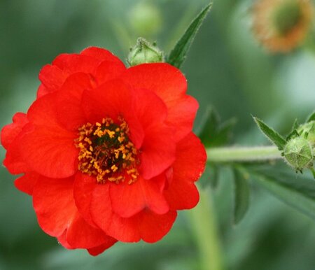 Geum chiloense 'Mrs Bradshaw' P9 - afbeelding 3