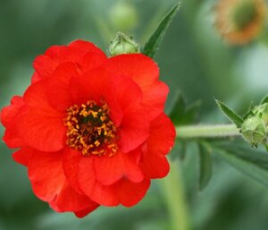 Geum chiloense 'Mrs Bradshaw' P9 - afbeelding 3
