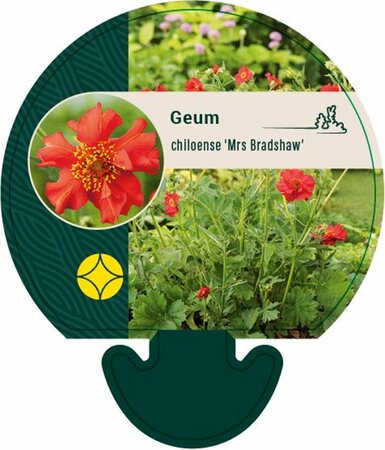 Geum chiloense 'Mrs Bradshaw' P9 - afbeelding 1