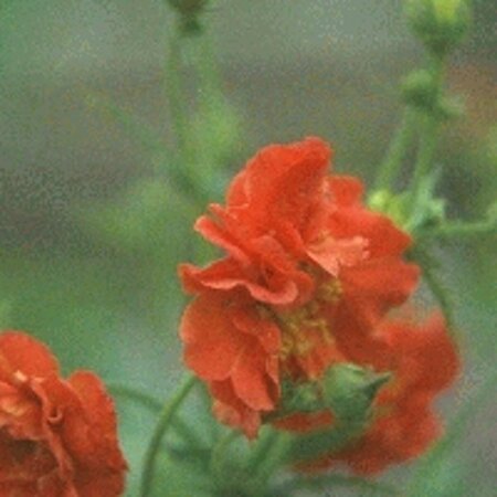 Geum chiloense 'Mrs Bradshaw' P9 - afbeelding 4