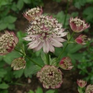 Astrantia major 'Buckland' P9 - afbeelding 3