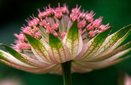 Astrantia major 'Buckland' P9 - afbeelding 4