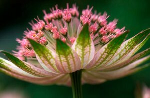 Astrantia major 'Buckland' P9 - afbeelding 4