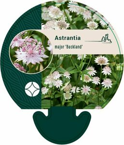 Astrantia major 'Buckland' P9 - afbeelding 2