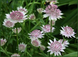 Astrantia major 'Buckland' P9 - afbeelding 5