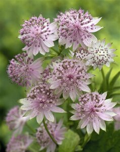 Astrantia major 'Buckland' P9 - afbeelding 6