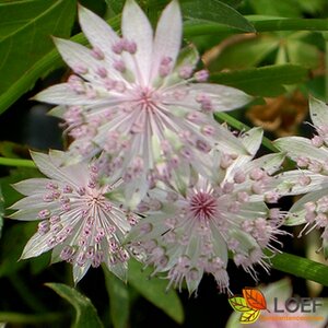 Astrantia major 'Buckland' P9