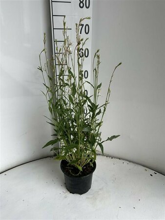 Gaura lindheimeri C2 - afbeelding 3