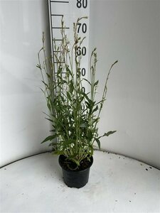 Gaura lindheimeri C2 - afbeelding 3