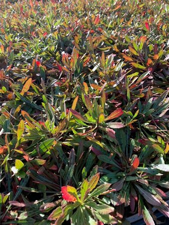 Gaura lindheimeri C2 - afbeelding 5