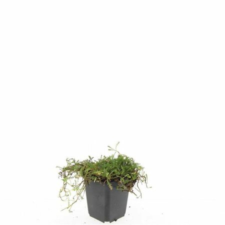 Leptinella squalida P9 - afbeelding 3