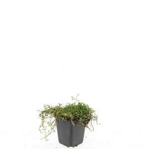 Leptinella squalida P9 - afbeelding 3