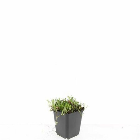 Leptinella squalida P9 - afbeelding 4