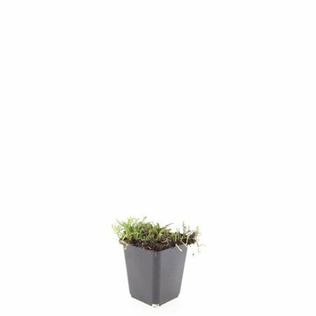 Leptinella squalida P9 - afbeelding 5