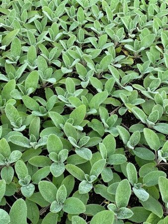 Stachys byzantina P9 - afbeelding 7