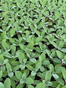 Stachys byzantina P9 - afbeelding 7