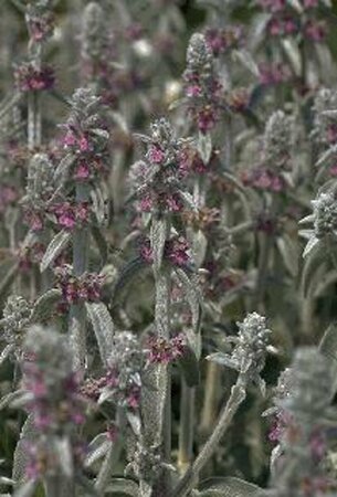 Stachys byzantina P9 - afbeelding 3