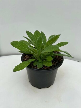 Stachys byzantina P9 - afbeelding 5