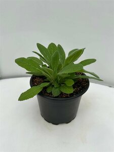 Stachys byzantina P9 - afbeelding 5