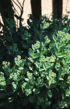 Sedum spectabile 'Brillant' P9 - afbeelding 1