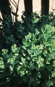 Sedum spectabile 'Brillant' P9