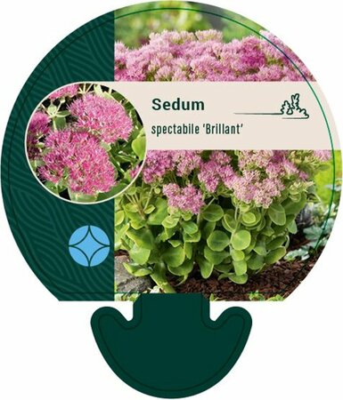 Sedum spectabile 'Brillant' P9 - afbeelding 3