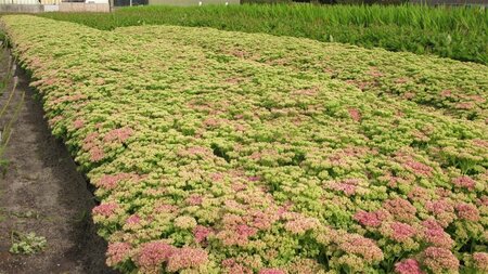 Sedum spectabile 'Brillant' P9 - afbeelding 2