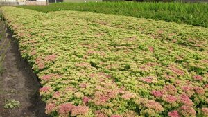 Sedum spectabile 'Brillant' P9 - afbeelding 2