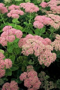 Sedum spectabile 'Brillant' P9 - afbeelding 7