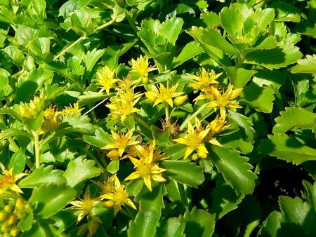 Sedum kamtschaticum P9 - afbeelding 1