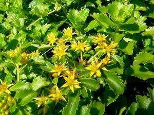 Sedum kamtschaticum P9