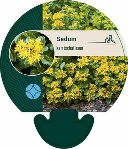 Sedum kamtschaticum P9 - afbeelding 5