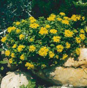 Sedum kamtschaticum P9 - afbeelding 2