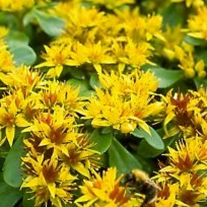 Sedum kamtschaticum P9 - afbeelding 3