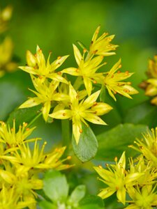 Sedum kamtschaticum P9 - afbeelding 4