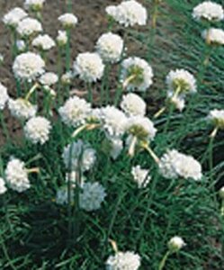 Armeria maritima 'Alba' P9 - afbeelding 3