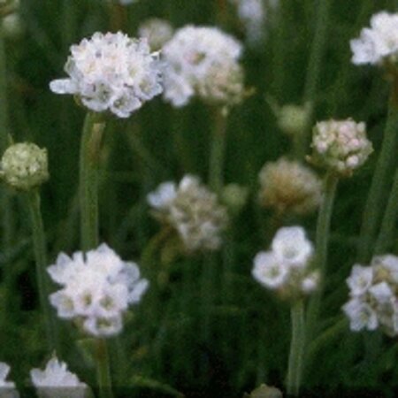 Armeria maritima 'Alba' P9 - afbeelding 4