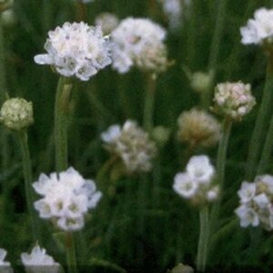 Armeria maritima 'Alba' P9 - afbeelding 4